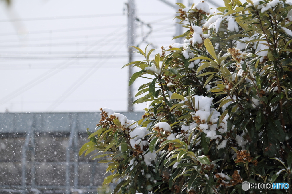 初めての雪撮影