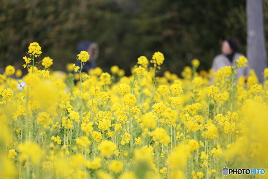 ７分咲きの菜の花畑