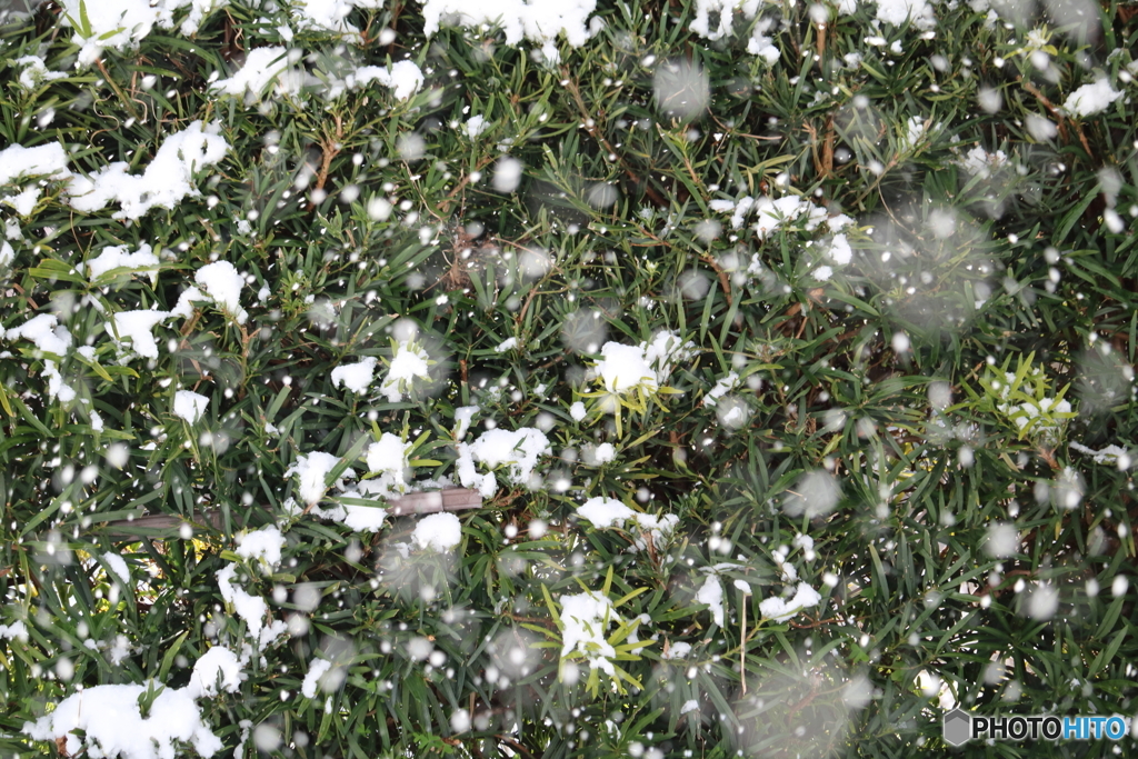 雪景色