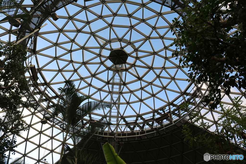 植物園の天井