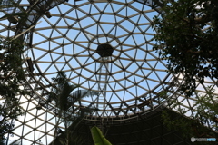 植物園の天井