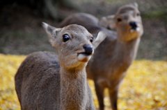 グニャァ