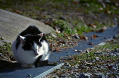 猫団子