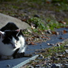 猫団子