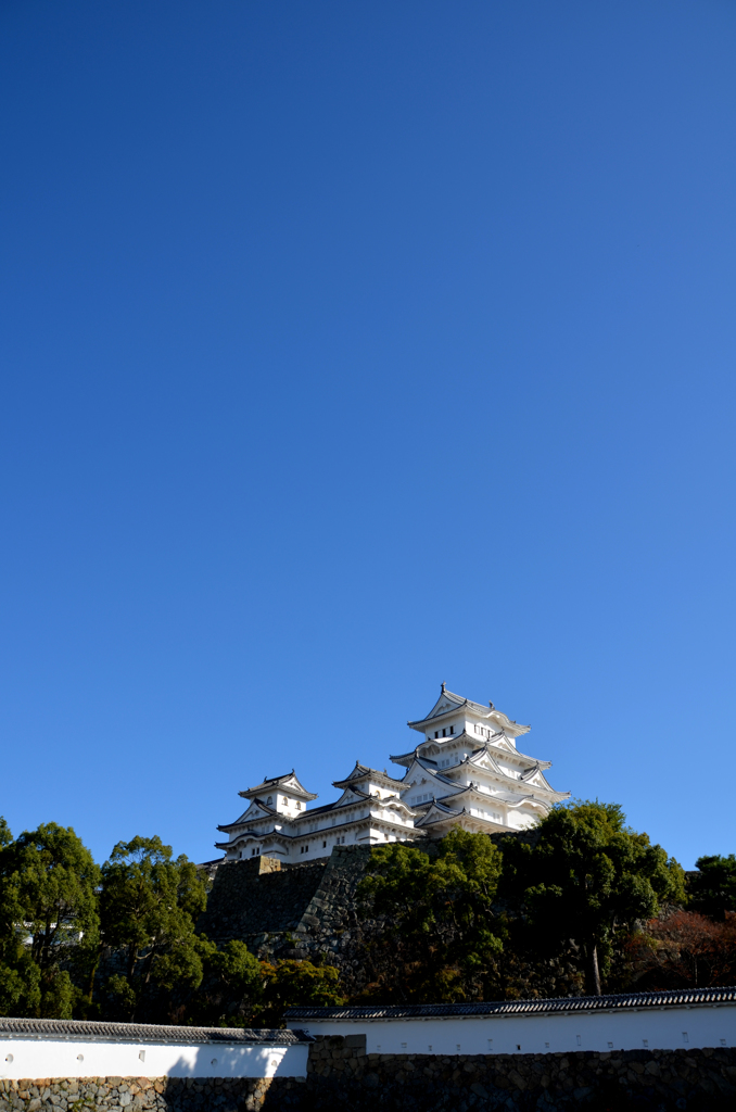 晴天の白鷺