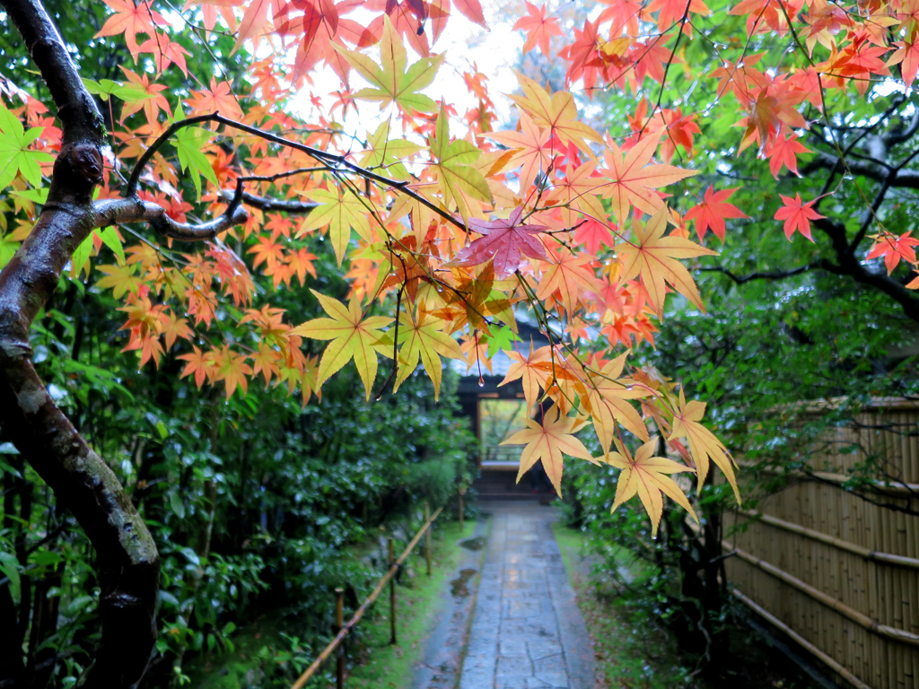 雨濡れる紅葉