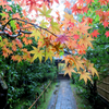 雨濡れる紅葉