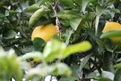 IMG_1025
