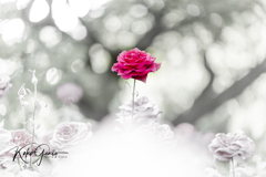Flower, Shonai Ryokuchi, Nagoya-shi
