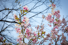 Sakura, Nagoya city, Marzo 2017