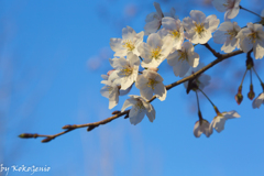 Oegawa Ryokuchi Park 大江川緑地, Sakura 2017