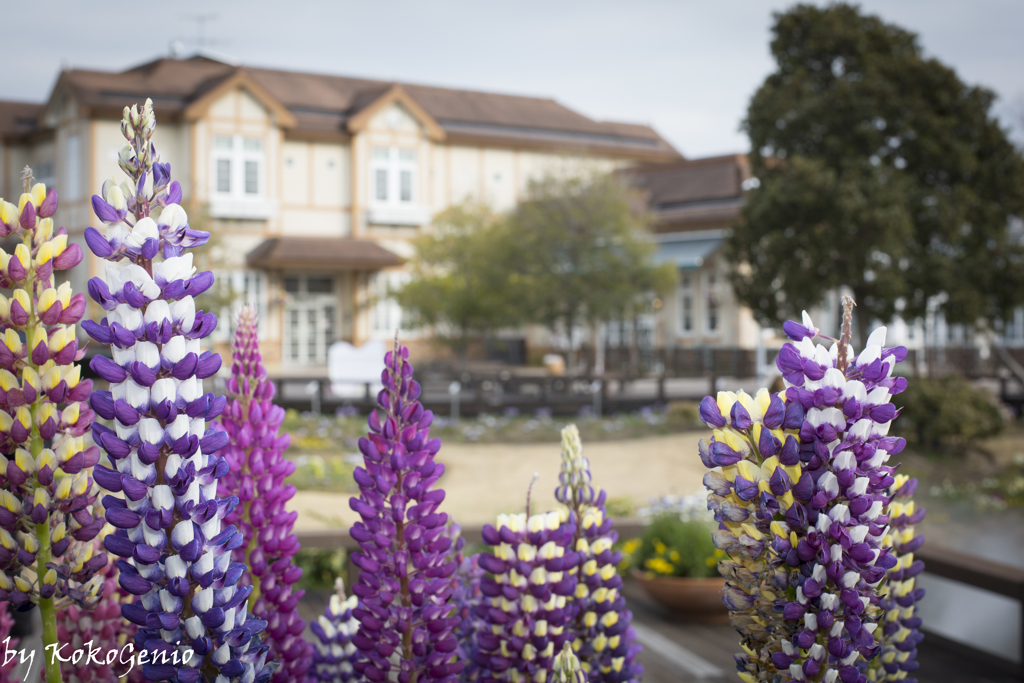 Blue-Bonnet Garden, Nagoya Port
