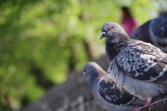 鳩の目はオレンジ