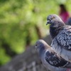 鳩の目はオレンジ