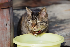 ねこのねねちゃん
