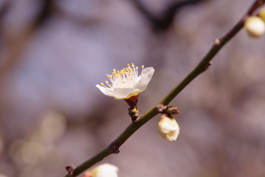 梅の花