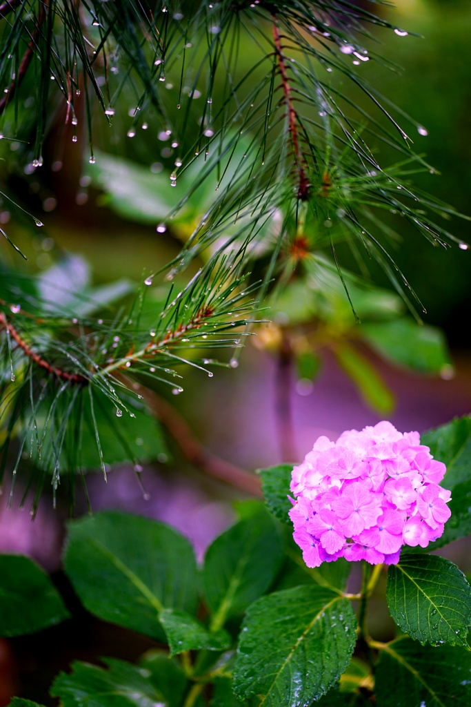梅雨の花2