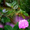 梅雨の花2