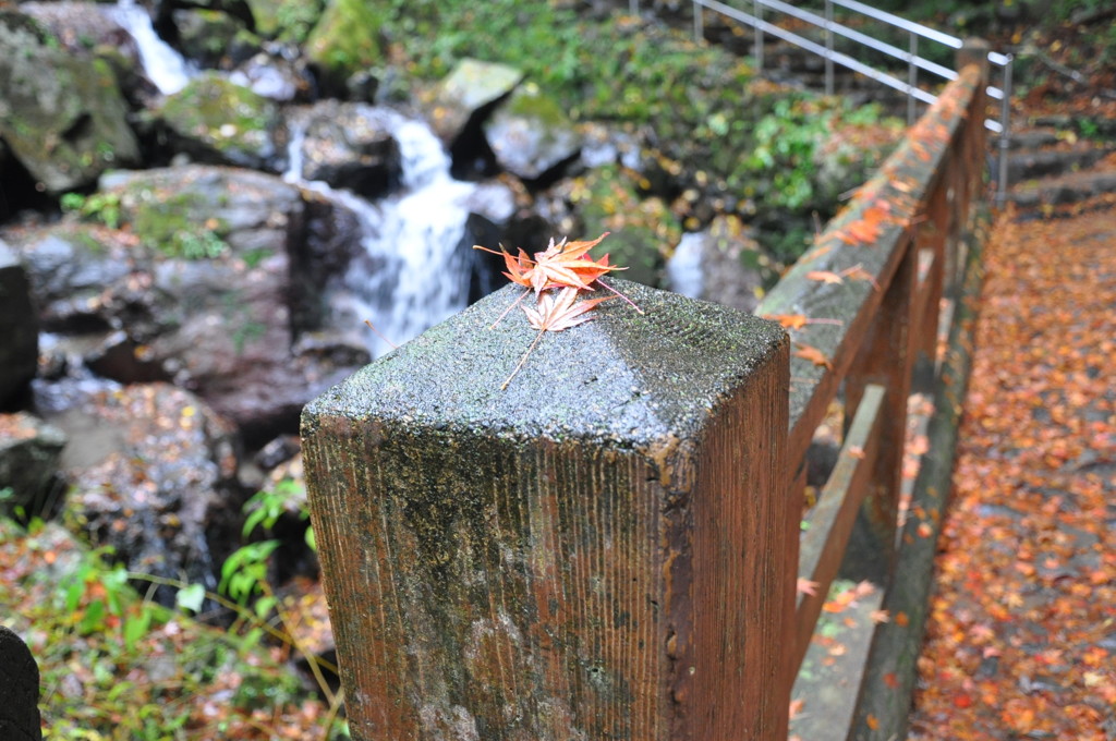 養老の滝と枯れ紅葉