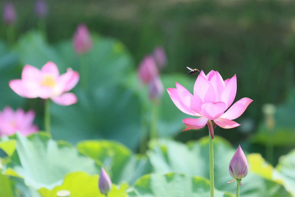 蜂が飛ぶ
