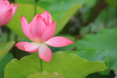 蓮