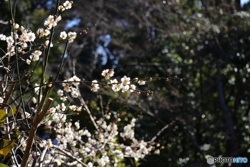 2月の梅_2