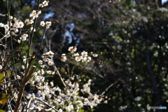 2月の梅_2