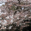 しなやかに