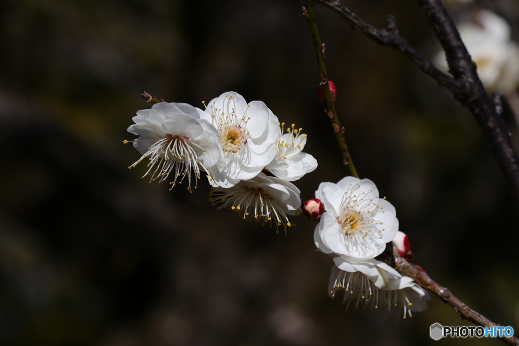 2月の梅 