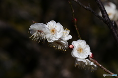 2月の梅 
