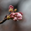 つぼみの希望