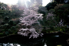椿山荘の桜