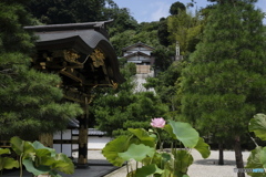 建長寺の蓮の花