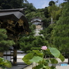 建長寺の蓮の花