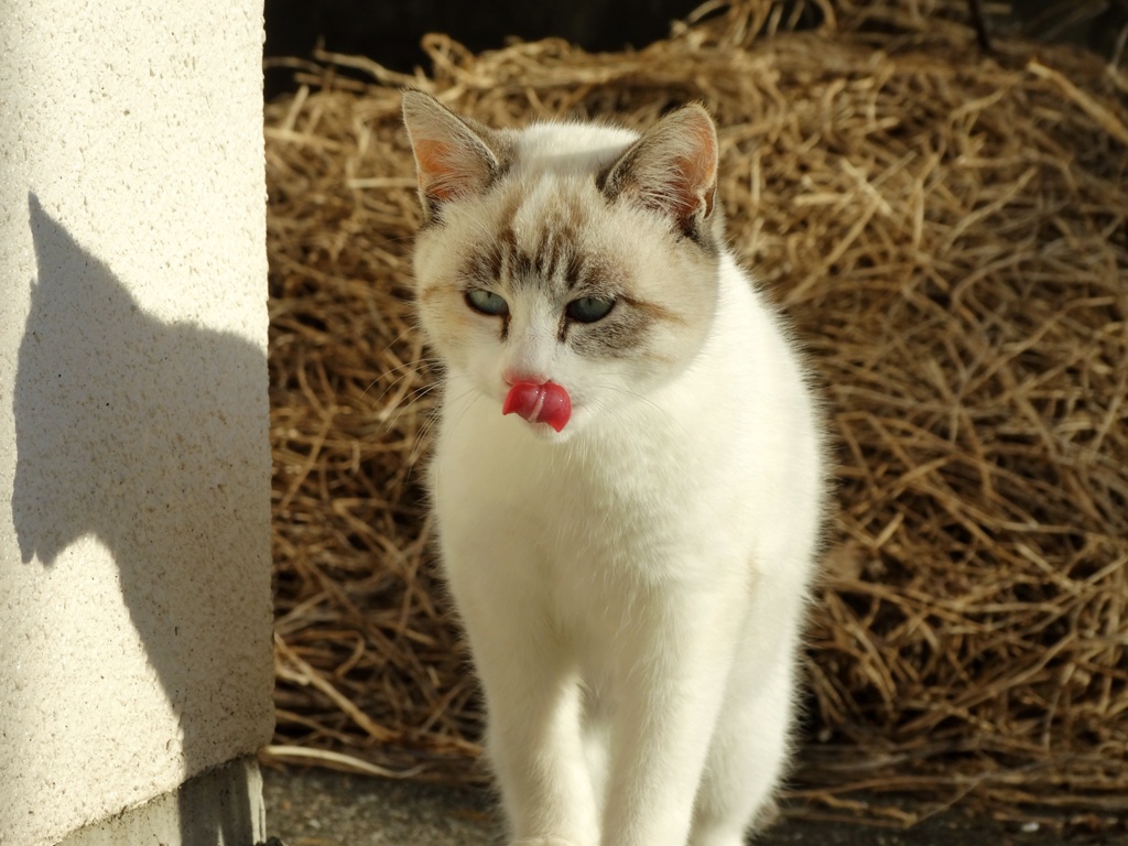 腹ぺこ猫ちゃん