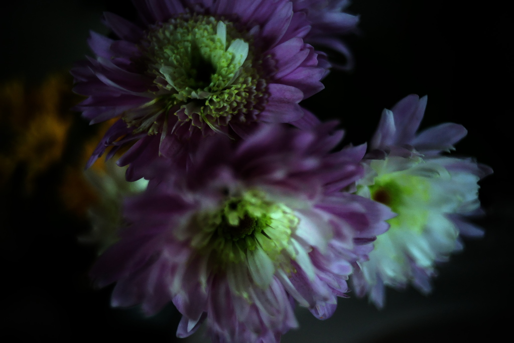 DSC04622clrSRSLK