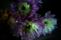 DSC04622clrSRSLK