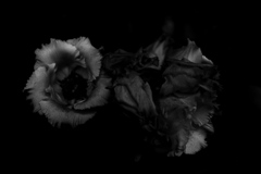 DSC03874-2bwSLK