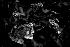 DSC03260bwSLK