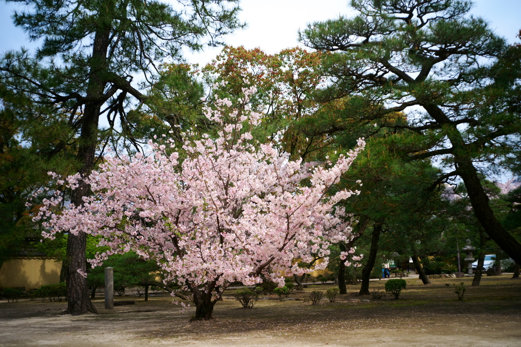 DSC01911clrSRSLK