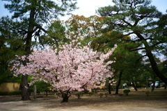 DSC01911clrSRSLK