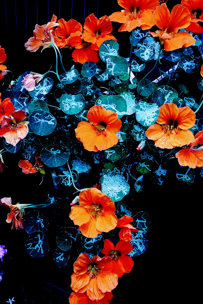 R0011916JPGSLK
