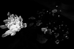 DSC04089bwSLK