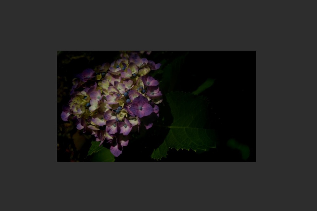 紫陽花カラー