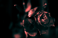DSC04092bwSLK