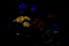 DSC04021clrSLK