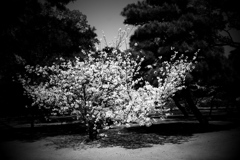 DSC04699-2bwSLK