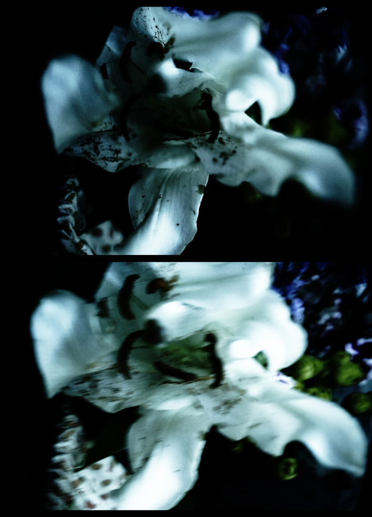 DSC03183clrSLK