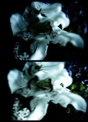 DSC03183clrSLK
