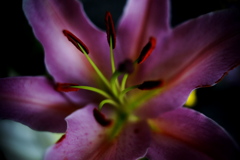 DSC04522clrSRSLK